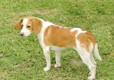 Photo : chien de race Chien courant d'Istrie à poil ras sur Woopets