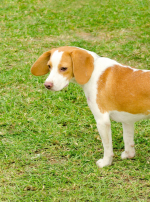 Photo : chien de race Chien courant d'Istrie à poil ras sur Woopets