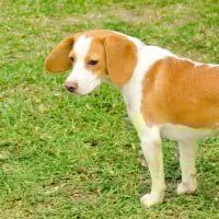 Photo de Chien courant d'Istrie à poil ras