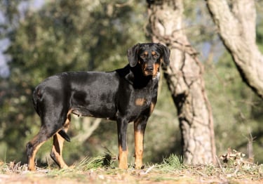 Photo : chien de race Chien courant de Transylvanie sur Woopets