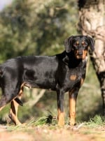 Photo : chien de race Chien courant de Transylvanie sur Woopets