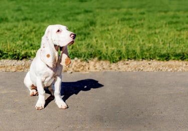 Photo : chien de race Chien courant espagnol sur Woopets