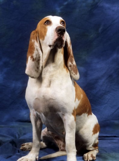 Photo : chien de race Chien courant espagnol sur Woopets