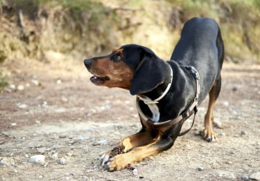 Photo : chien de race Chien courant grec sur Woopets