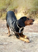 Photo : chien de race Chien courant grec sur Woopets