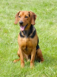 Illustration de la race "Chien courant serbe"