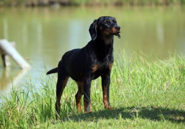 Photo : chien de race Chien courant slovaque sur Woopets