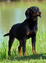 Photo : chien de race Chien courant slovaque sur Woopets