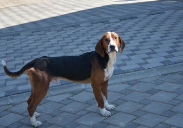 Photo : chien de race Chien courant yougoslave tricolore sur Woopets