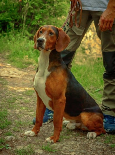 Photo : chien de race Chien courant yougoslave tricolore sur Woopets