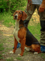 Photo : chien de race Chien courant yougoslave tricolore sur Woopets