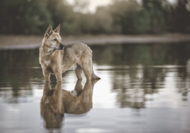 Photo : chien de race Chien de Canaan sur Woopets