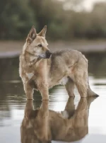 Photo : chien de race Chien de Canaan sur Woopets