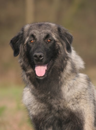 Chien De Montagne Portugais Caractère Santé Alimentation