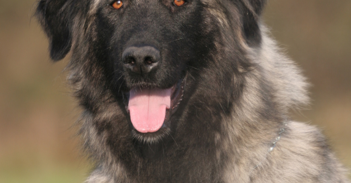 Chien De Montagne Portugais Caractere Sante Alimentation Prix Et Entretien