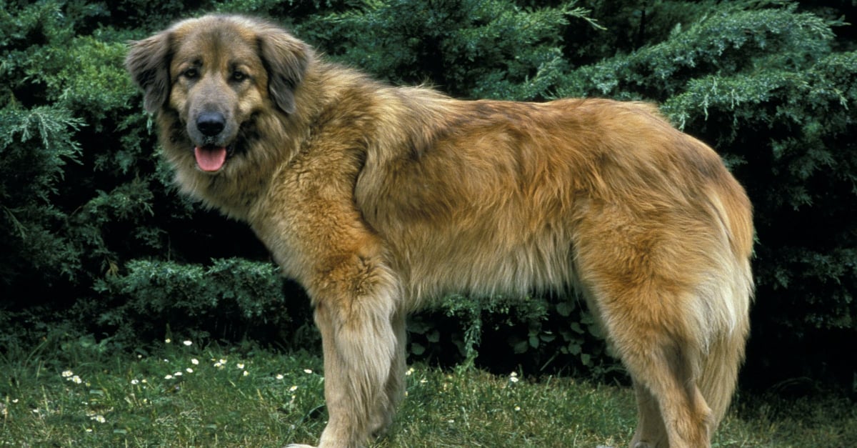 Chien De Montagne Portugais Caractere Sante Alimentation Prix Et Entretien Chien De Montagne Portugais Caractere Sante Alimentation Prix Et Entretien