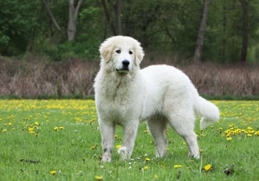 Photo : chien de race Chien de montagne des Pyrénées sur Woopets