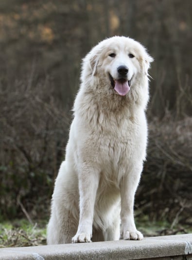 Chien De Montagne Des Pyrénées Caractère Santé