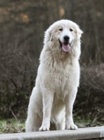 Photo : chien de race Chien de montagne des Pyrénées sur Woopets