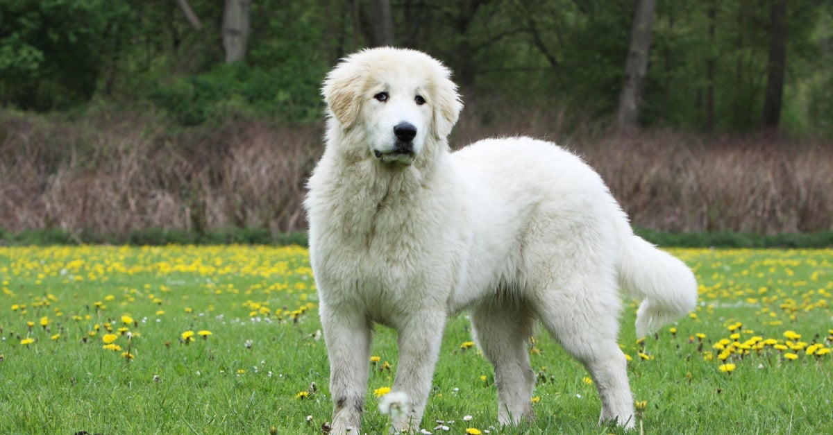 Chien De Montagne Des Pyrenees Caractere Sante Alimentation Prix Et Entretien Chien De Montagne Des Pyrenees Caractere Sante Alimentation Prix Et Entretien