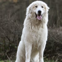 Photo de Chien de montagne des Pyrénées