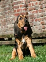 Photo : chien de race Chien de Saint Hubert sur Woopets