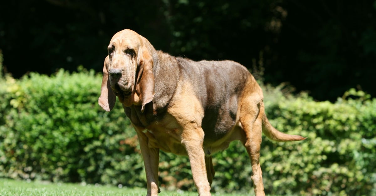 Chien de Saint Hubert caractère, santé, alimentation, prix et entretien