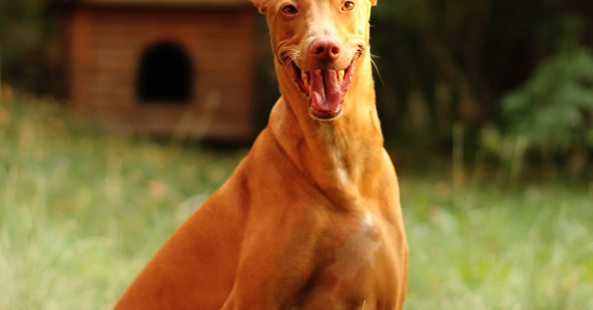 Chien du pharaon caractère, santé, alimentation, prix et entretien Chien du pharaon caractère, santé, alimentation, prix et entretien