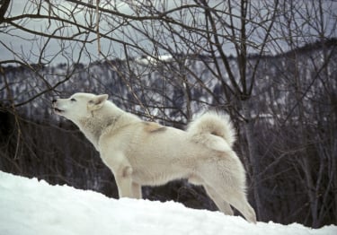 Photo : chien de race Chien du Groenland sur Woopets