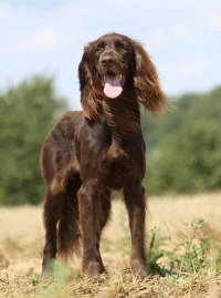 Illustration de la race "Chien d’arrêt allemand à poil long"