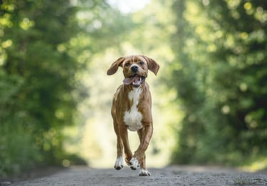 Photo : chien de race Chien d'arrêt portugais sur Woopets