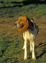 Photo : chien de race Chien d’Artois sur Woopets