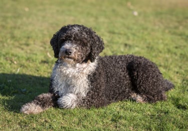 Photo : chien de race Chien d'eau espagnol sur Woopets