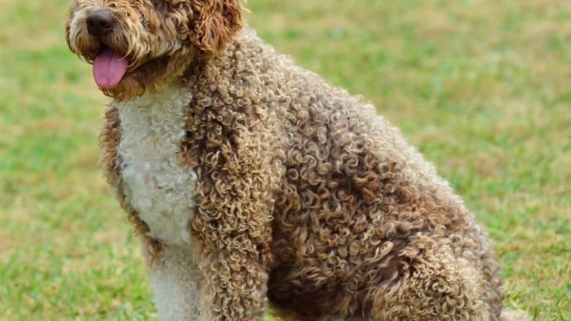 Chien D Eau Espagnol Caractere Sante Alimentation Prix Et Entretien