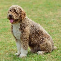 Photo de Chien d'eau espagnol