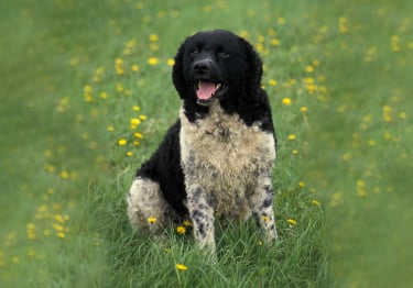 Photo : chien de race Chien d'eau frison sur Woopets