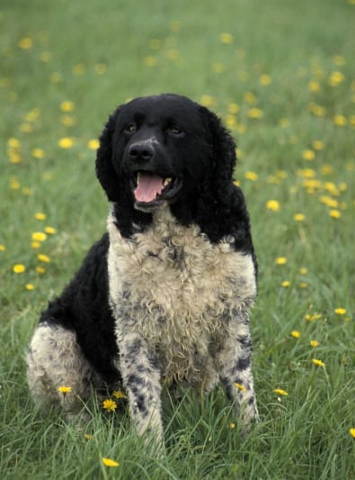 Photo : chien de race Chien d'eau frison sur Woopets