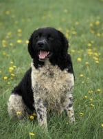 Photo : chien de race Chien d'eau frison sur Woopets