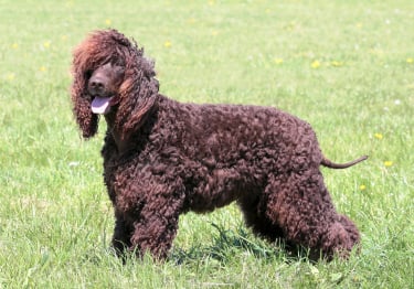 Photo : chien de race Chien d'eau irlandais sur Woopets