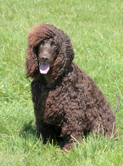 Chien D Eau Irlandais Caractere Sante Alimentation Prix Et Entretien Chien D Eau Irlandais Caractere Sante Alimentation Prix Et Entretien