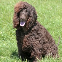 Photo de Chien d'eau irlandais