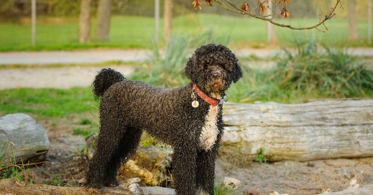 Standard Fci Chien D Eau Portugais BZLU standard-fci-chien-d-eau-portugais-bzlu