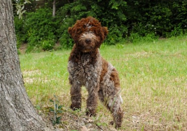 Photo : chien de race Chien d'eau romagnol sur Woopets