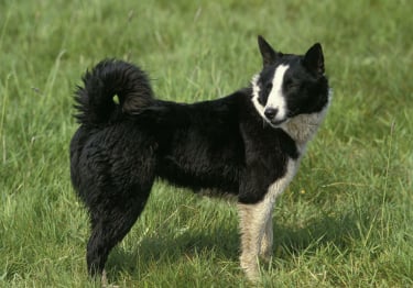 Photo : chien de race Chien d'ours de Carélie sur Woopets