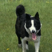 Photo de Chien d'ours de Carélie