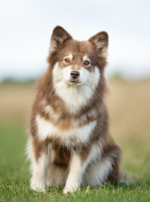 Photo : chien de race Chien Finnois de Laponie sur Woopets