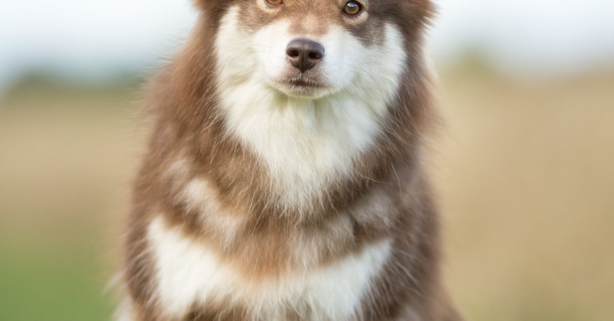 Chien Finnois De Laponie Caractère Santé Alimentation