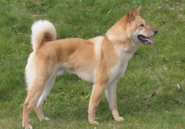 Photo : chien de race Chien Jindo Coréen sur Woopets