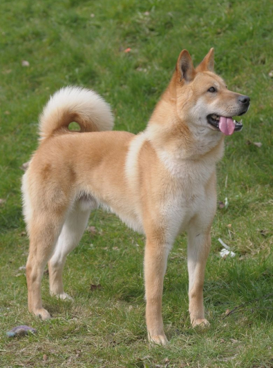 Photo : chien de race Chien Jindo Coréen sur Woopets