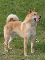 Photo : chien de race Chien Jindo Coréen sur Woopets